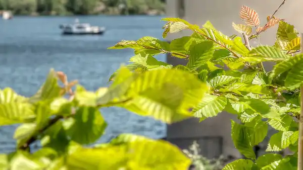 Trädgårdsskötsel